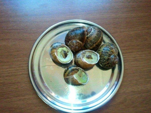  Live   snail 