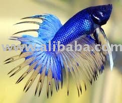  BETTA   FISH 