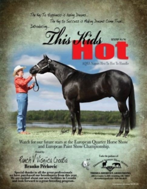 american paint horse , american quarter horse