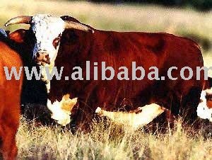 Hereford