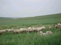 Live Cattle for sale