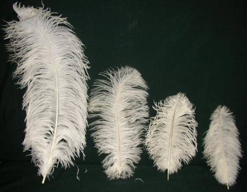 how much do ostrich feathers cost