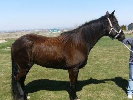 Barel Horses