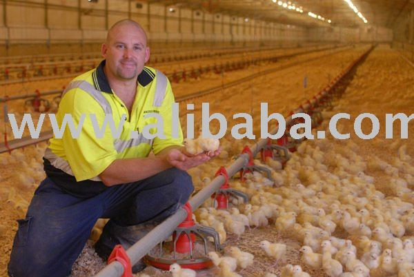 Grade A Health Day Old Broilers