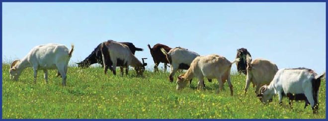 Meat and Milking Goats for sale
