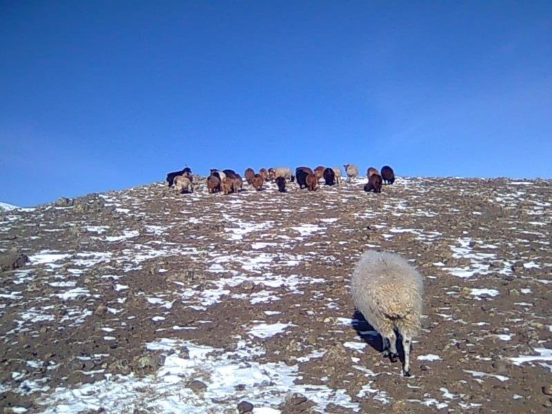Organic  Alive   Sheep 