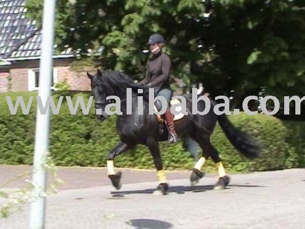 My horse is tall, nice  movement  Frisian gelding
