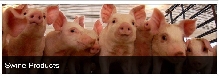 Evergreen Mills Swine