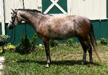 Horse Harley