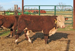 Cattle - Reg. Polled Hereford Bulls North Central Arkansas