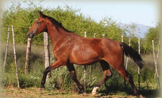 Bodenhausen Horses
