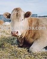 BLONDE D AQUITAINE  CATTLE 