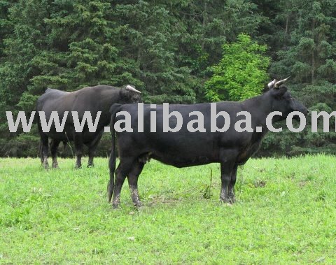 Irish Black cattle