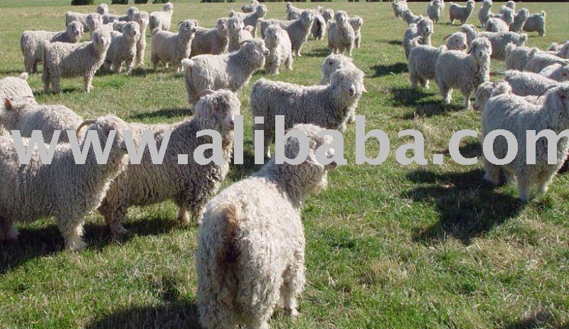 White Angora Goats