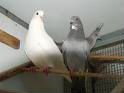 Pixie White Turkey-White Pigeon Michigan for sale