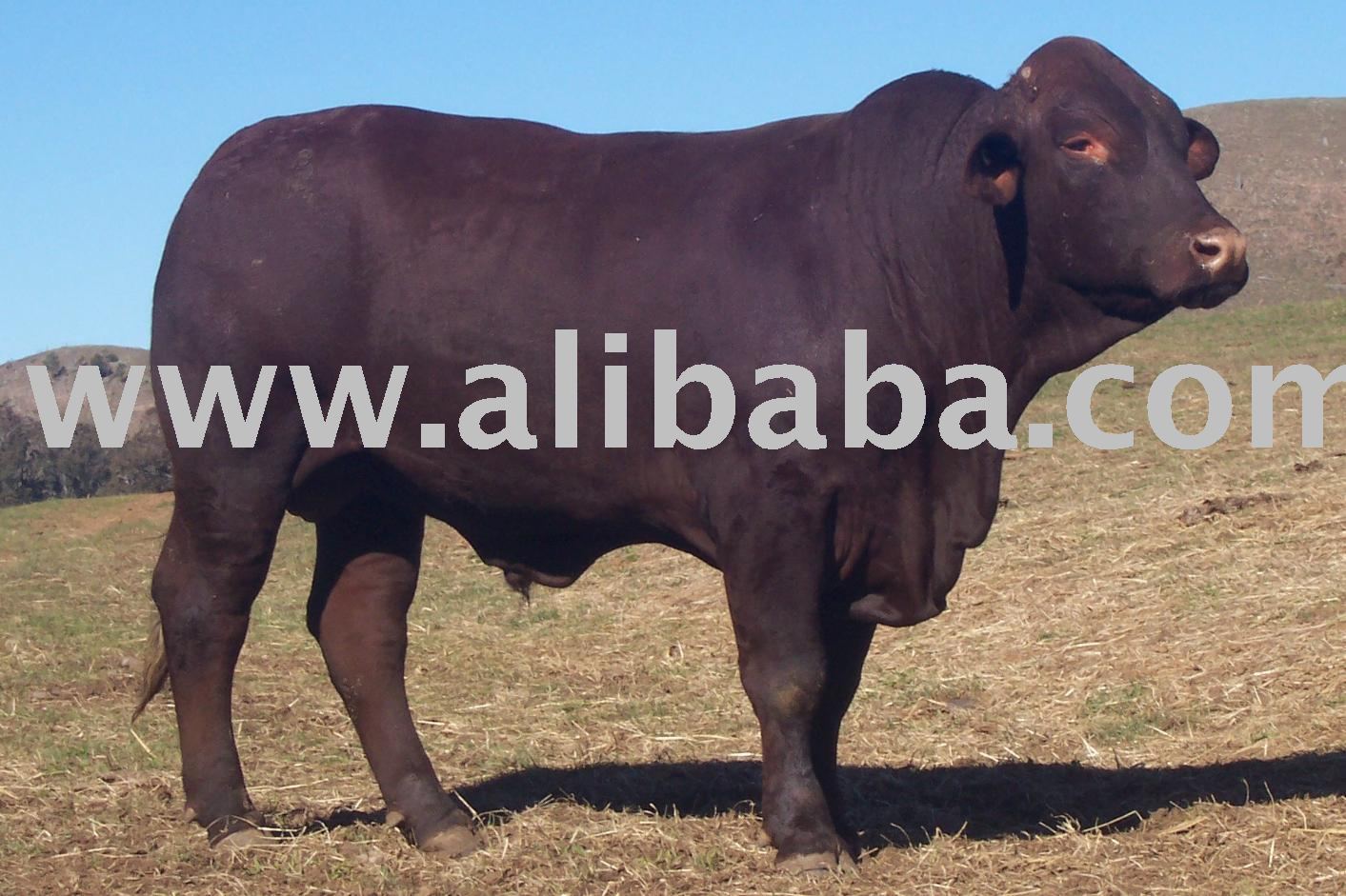 Leven King Cattle