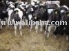 Holstein heifer and dairy cattle for sale