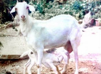  goat   farming  in tamilnadu