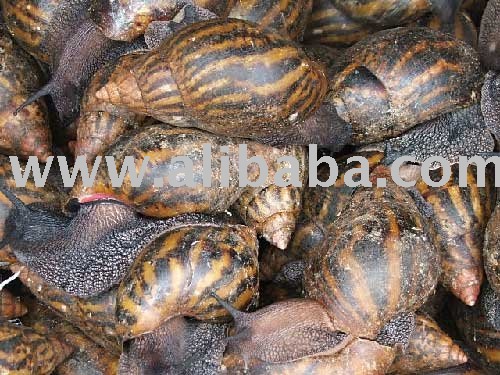  Escargot s   snail 