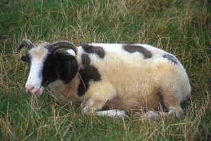 pigmy goat