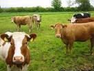 livestock cows and goats ready for supply