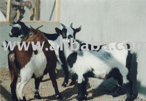  Bengal  Goats Ready for supply