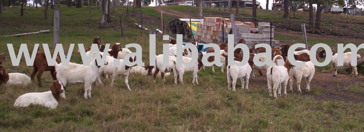 Goats - Meat - breeders