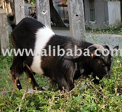 Goat (Ninh Thuan-Viet Nam) Original