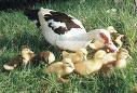 We are a large breeder of the Muscovy duck