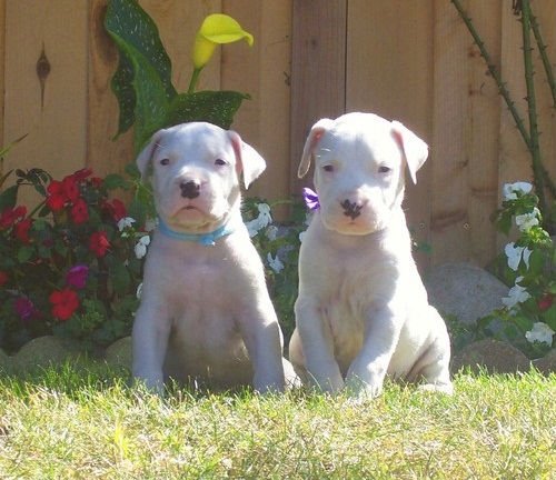 how much for a dogo argentino puppy