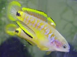  PEACOCK  GUDGEON GOBIES  FISH