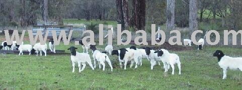 lambs