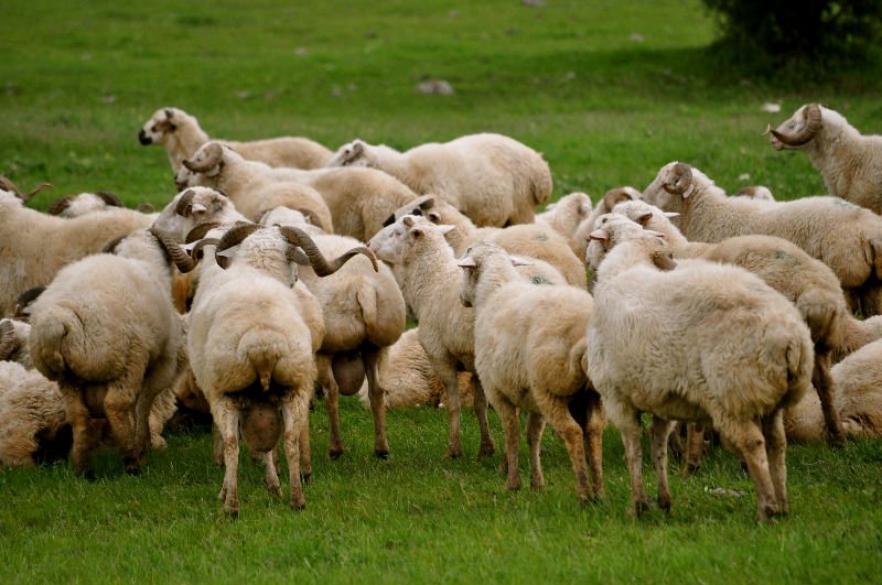 sheep iran georgian georgia livestock karkas dana azerbaijan meat cattle export 21food