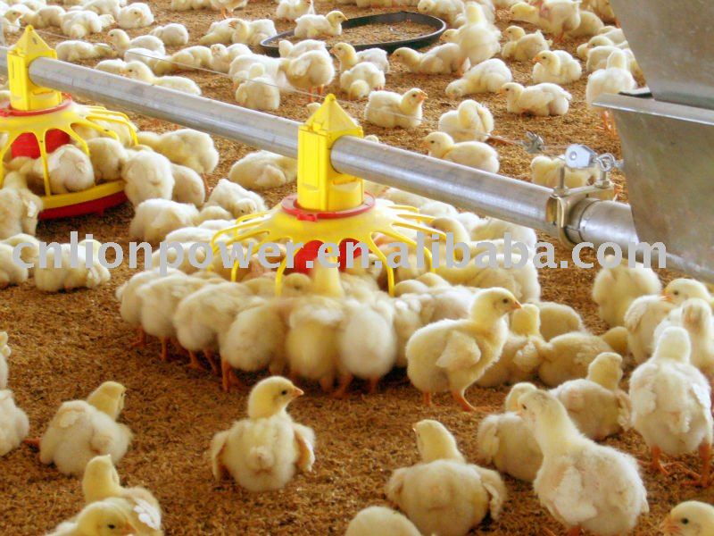 automatic  poultry   feeder  for broiler and breeder