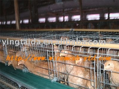  layer s    chicken    cage