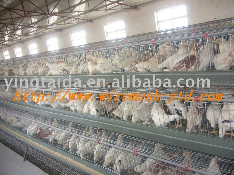 poultry  cage