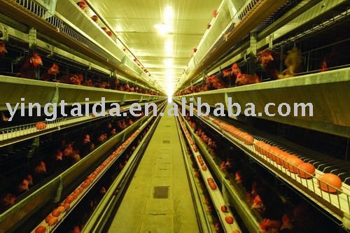 poultry   cage