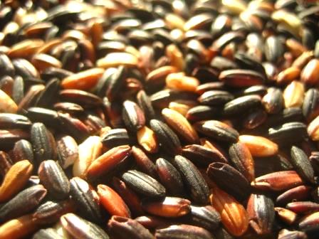 Organic Black Rice