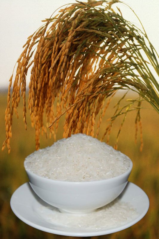 Rich TL Jasmine Rice Vietnam VIFAH price supplier 21food Rich TL Jasmine Rice Vietnam VIFAH price supplier 21food