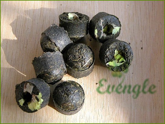 Arbor Tea Tree Pu er Mini Tuocha(raw) Tea healthy lose weight slimming Puerh tea