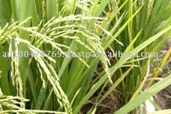 White Long Grain Rice and Parboiled ~ Special PRICE CIF West Africa