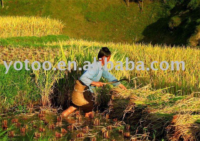 25% Broken 14.5% Moisture Vietnam Long Grain Rice