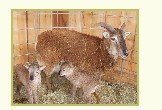 live sheep Mixed North American Flocks