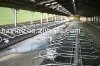 cattle free stall
