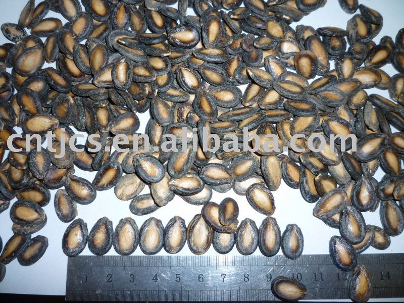 Black watermelon seeds in 10cm