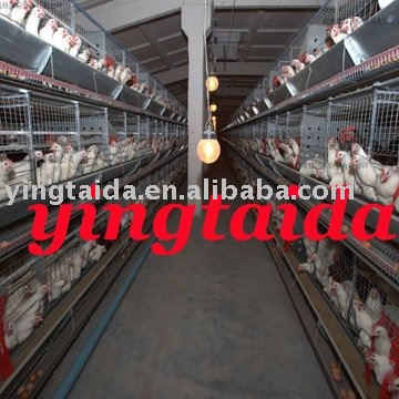 poultry chicken  cage