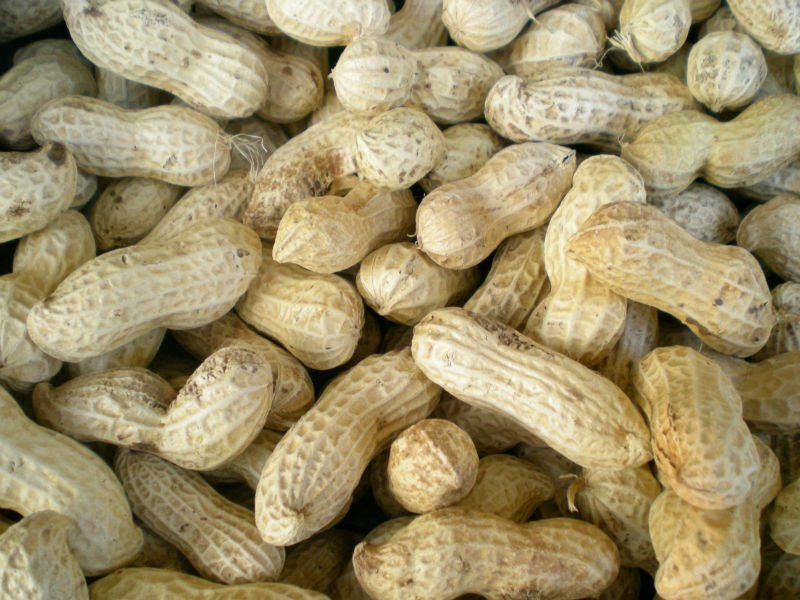 peanut in shell