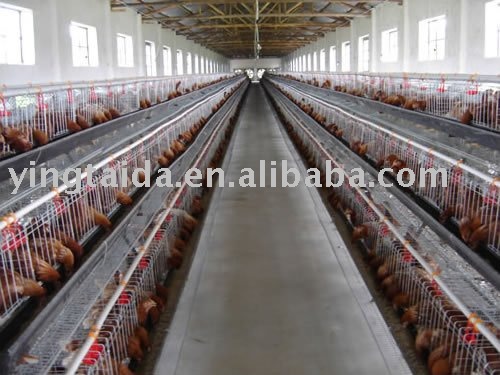A type chicken  cage