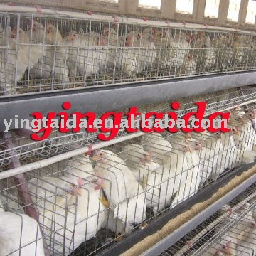 battery chicken  cage