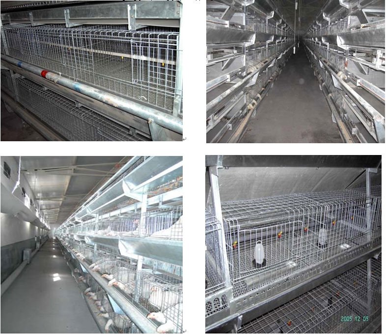 broiler cage